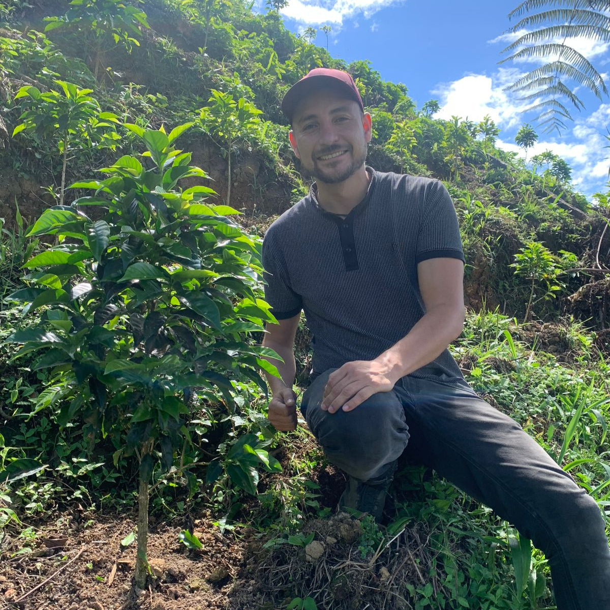 Colombia Papayo