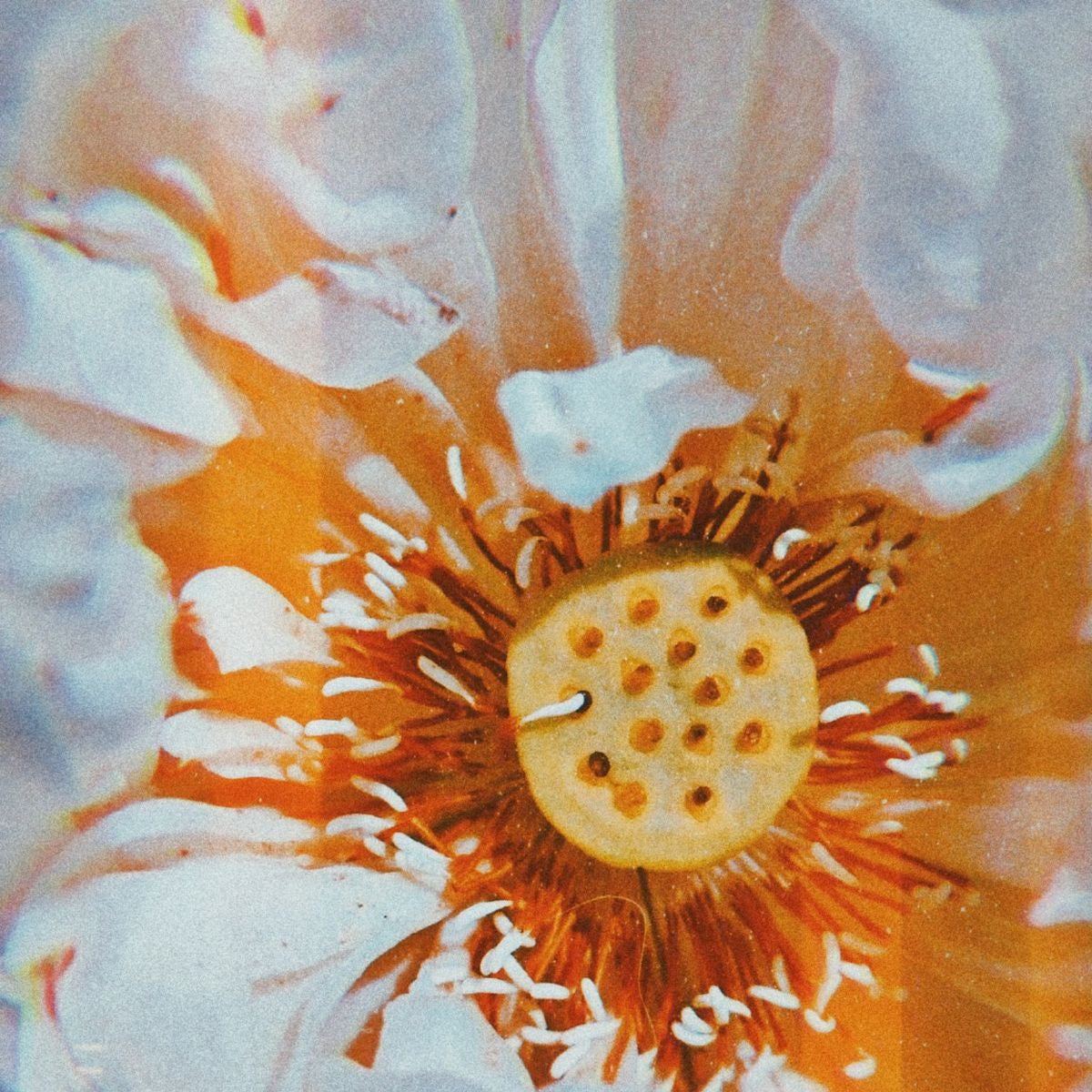 White lotus flower, a tasting note of Kaleidoscope 5.0 Gesha